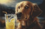 (image for) Thirsty Golden Retriever